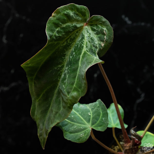 Anthurium red crystallinum (purple emergent) x antolakii (previously BVEP) (O51) *blister variegation*