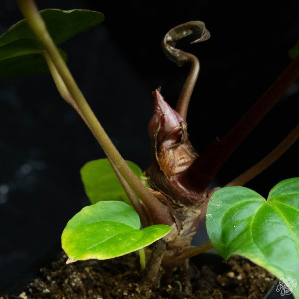 Anthurium red crystallinum (purple emergent) x antolakii (previously BVEP) (O51) *blister variegation*