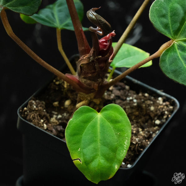 Anthurium red crystallinum (purple emergent) x antolakii (previously BVEP) (O51) *blister variegation*