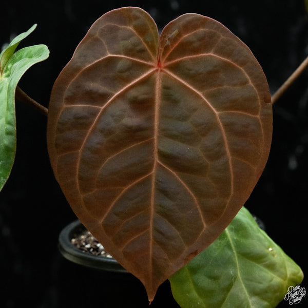 Anthurium red crystallinum (purple emergent) x antolakii (previously BVEP) (P51) *blister variegation*