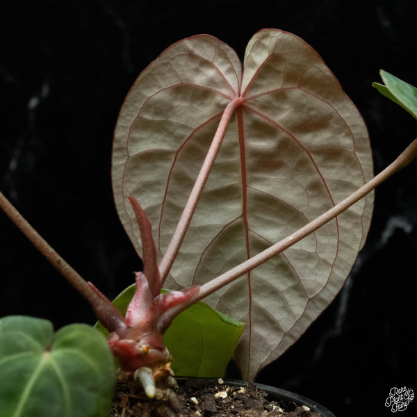 Anthurium red crystallinum (purple emergent) x antolakii (previously BVEP) (P51) *blister variegation*