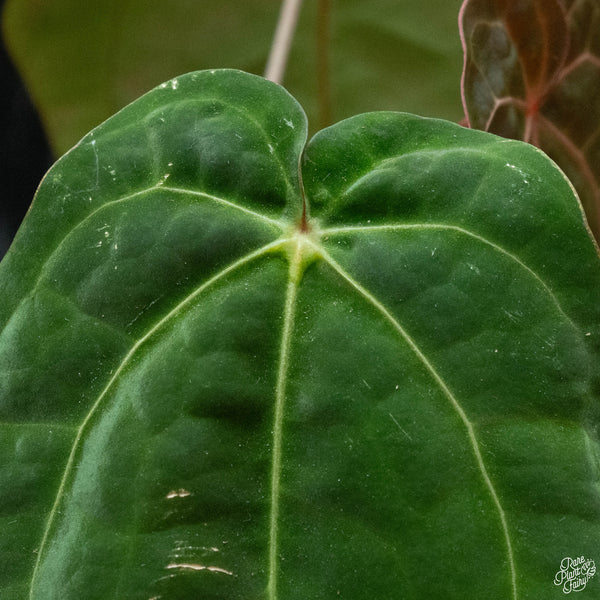 Anthurium red crystallinum (purple emergent) x antolakii (previously BVEP) (P51) *blister variegation*