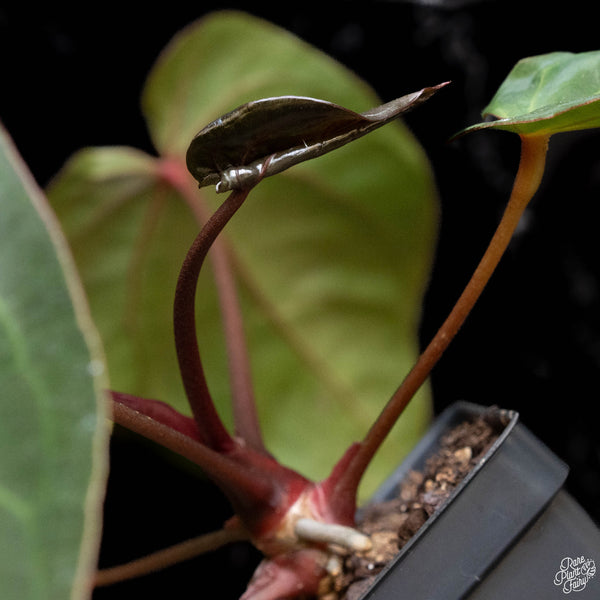 Anthurium red crystallinum (purple emergent) x antolakii (previously BVEP) (C52) *blister variegation*