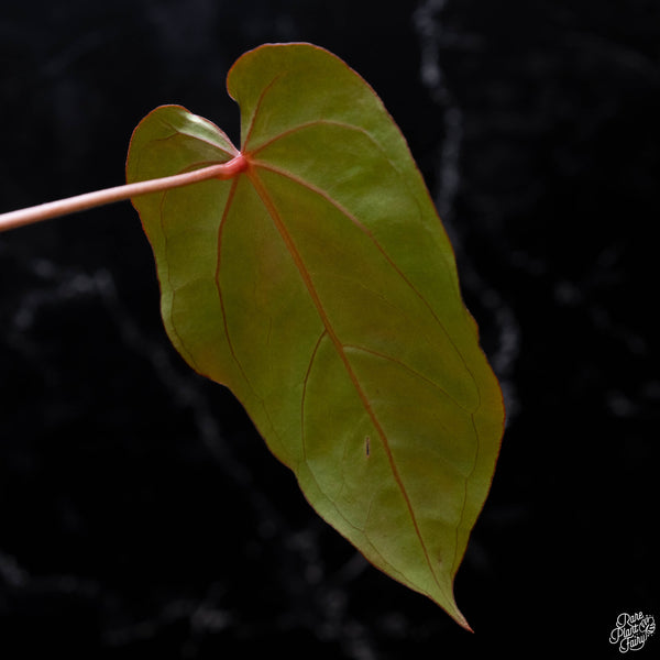 Anthurium red crystallinum (purple emergent) x antolakii (previously BVEP) (C52) *blister variegation*