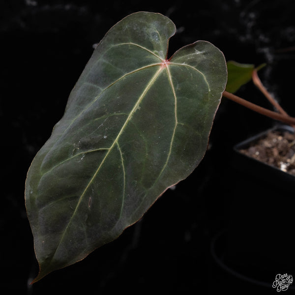 Anthurium red crystallinum (purple emergent) x antolakii (previously BVEP) (C52) *blister variegation*