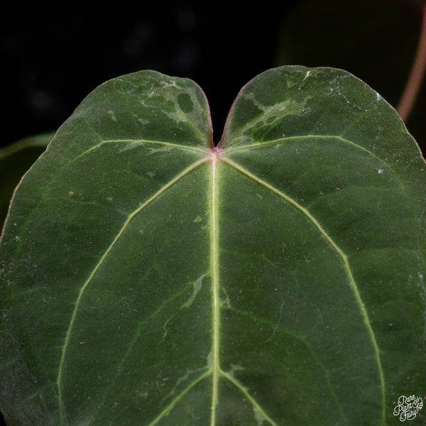 Anthurium red crystallinum (purple emergent) x antolakii (previously BVEP) (C52) *blister variegation*