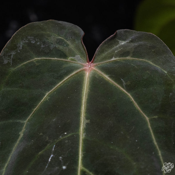 Anthurium red crystallinum (purple emergent) x antolakii (previously BVEP) (C52) *blister variegation*