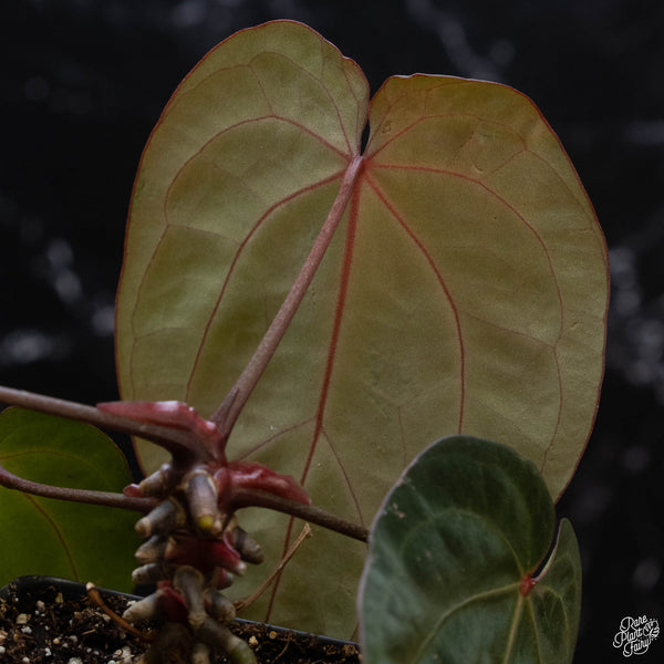 Anthurium red crystallinum (purple emergent) x antolakii (previously BVEP) (wk3-M) *blister variegation*