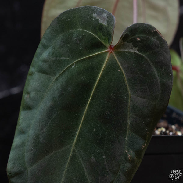 Anthurium red crystallinum (purple emergent) x antolakii (previously BVEP) (wk3-M) *blister variegation*