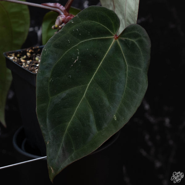 Anthurium red crystallinum (purple emergent) x antolakii (previously BVEP) (wk3-M) *blister variegation*