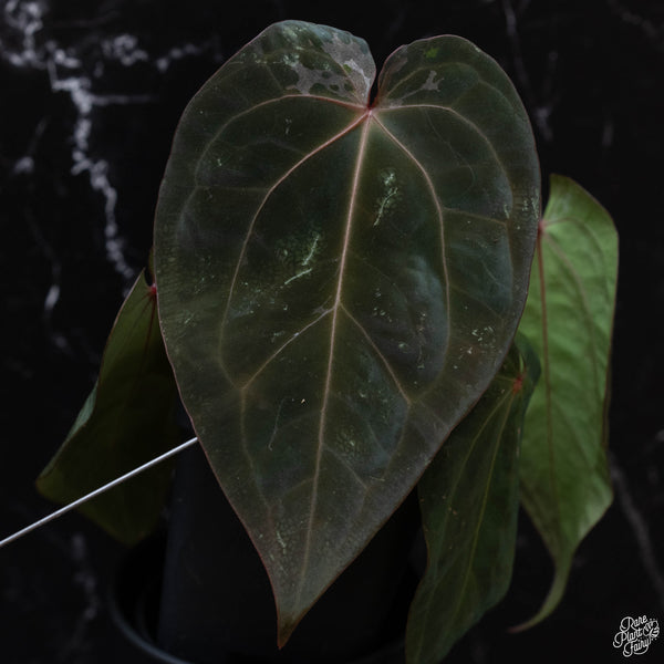 Anthurium red crystallinum (purple emergent) x antolakii (previously BVEP) (wk3-M) *blister variegation*