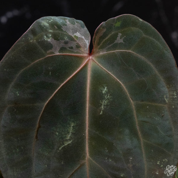 Anthurium red crystallinum (purple emergent) x antolakii (previously BVEP) (wk3-M) *blister variegation*