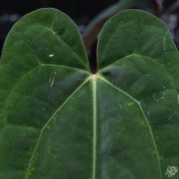 Anthurium red crystallinum (NSE purple emergent) x portilloi (wk3-C)