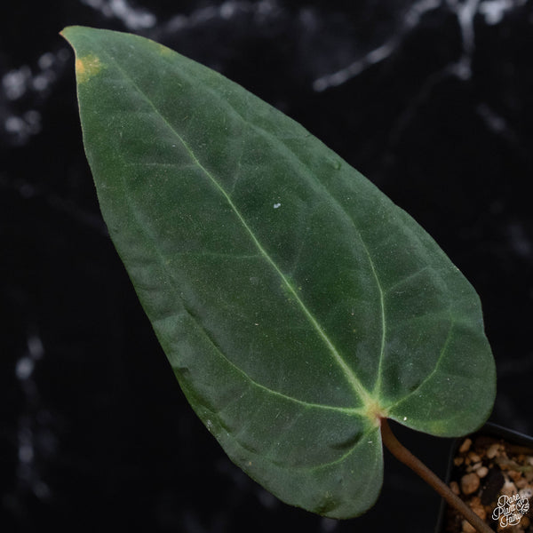 Anthurium red crystallinum (NSE purple emergent) x portilloi (wk3-C)