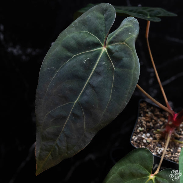 Anthurium red crystallinum (NSE purple emergent) x portilloi (wk3-C)