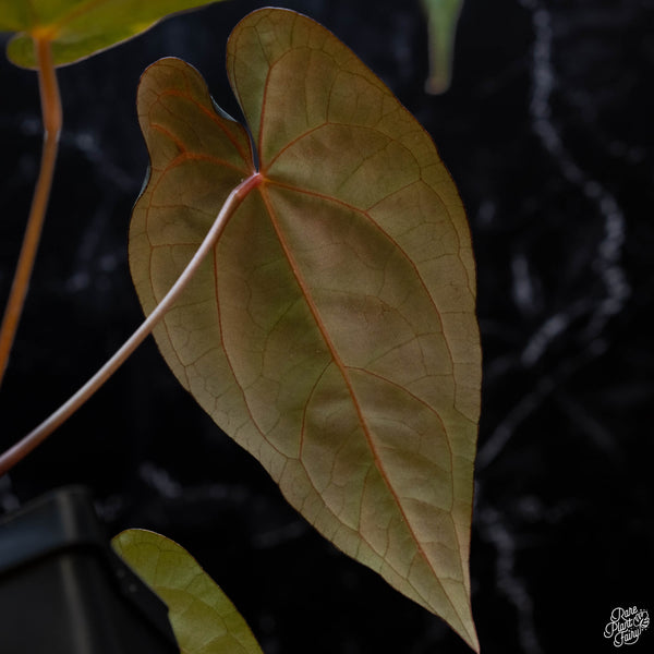 Anthurium red crystallinum (NSE purple emergent) x portilloi (wk3-C)