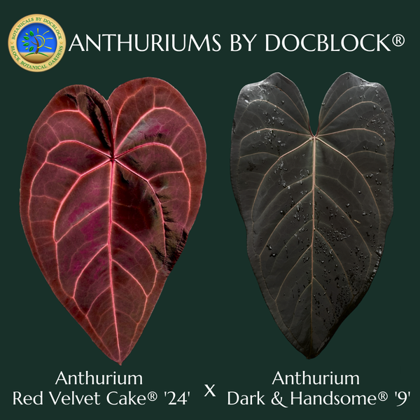 Anthurium Red Velvet Cake '24' x Dark and Handsome '9' by DocBlock® *Grower's choice*