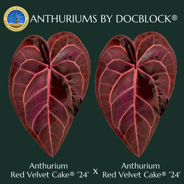 Anthurium Red Velvet Cake '24' x Red Velvet Cake '24' by DocBlock® *Grower's choice*