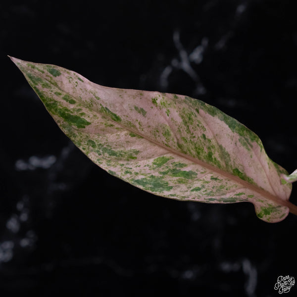 Anthurium renaissance pink variegated (wk3-A)