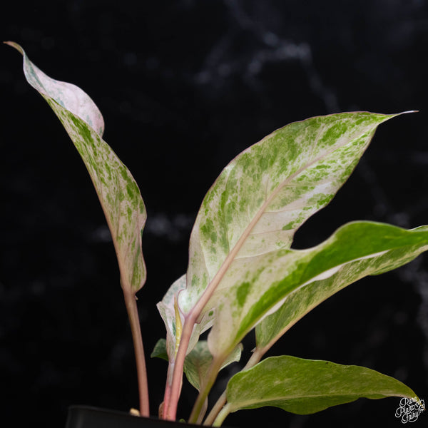 Anthurium renaissance pink variegated (wk3-A)