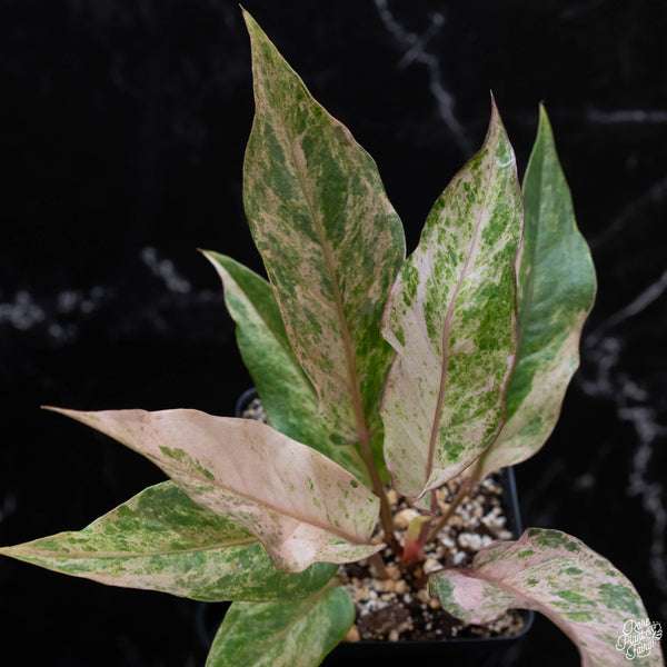 Anthurium renaissance pink variegated (wk3-A)