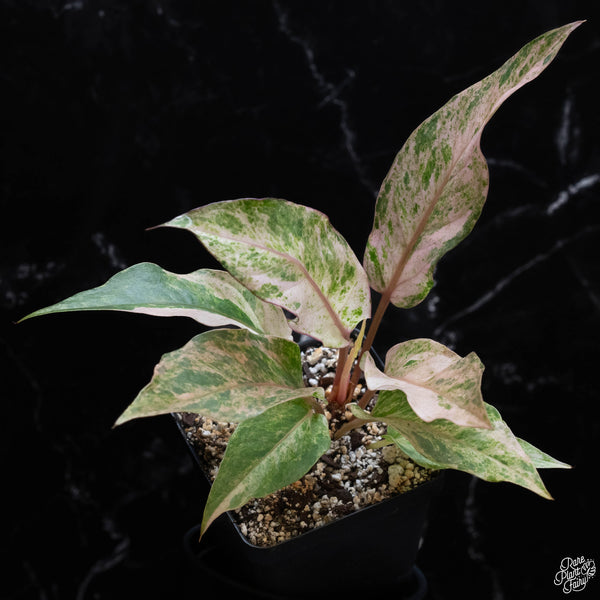 Anthurium renaissance pink variegated (wk3-A)