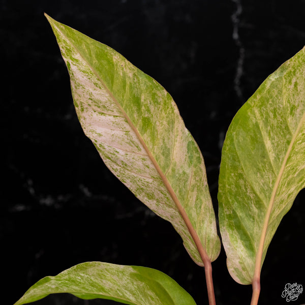 Anthurium renaissance pink variegated (1A)