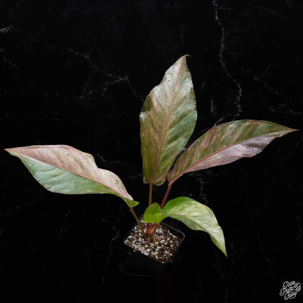 Anthurium renaissance pink variegated (1A)