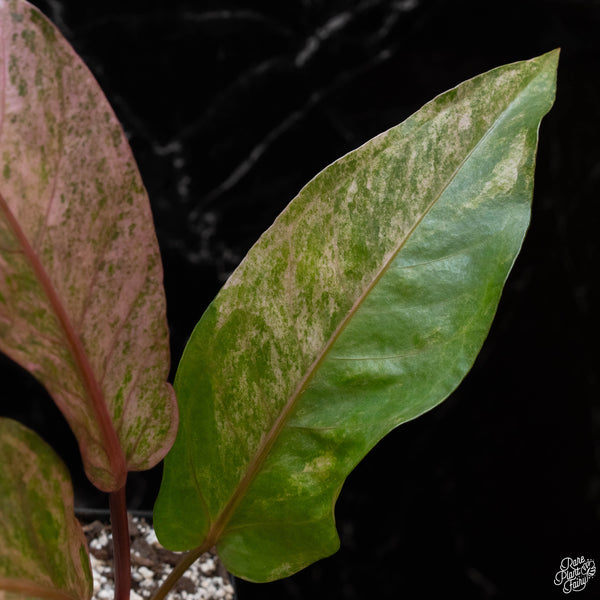 Anthurium renaissance pink variegated (1A)