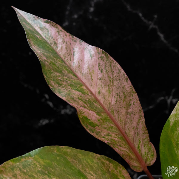 Anthurium renaissance pink variegated (1A)