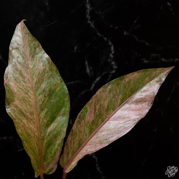 Anthurium renaissance pink variegated (1A)