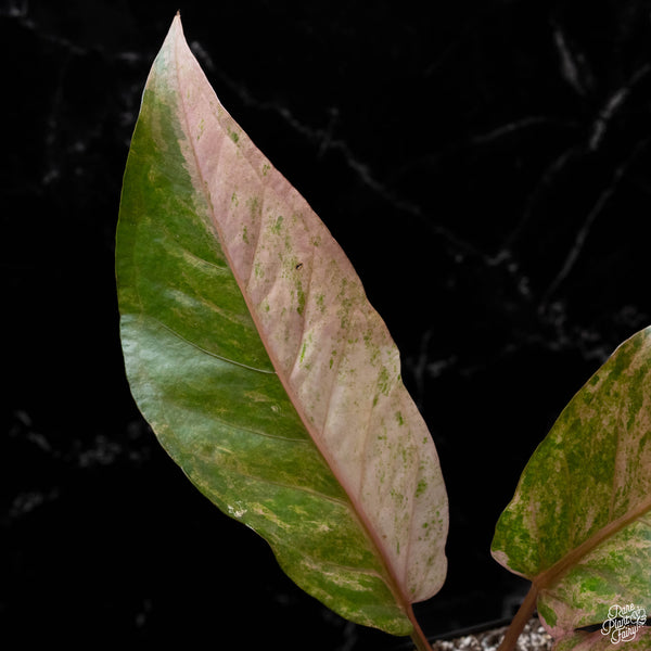 Anthurium renaissance pink variegated (1A)