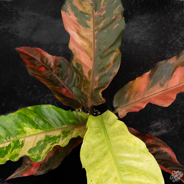 Anthurium renaissance pink variegated (wk4-A) *Exceptional Color*