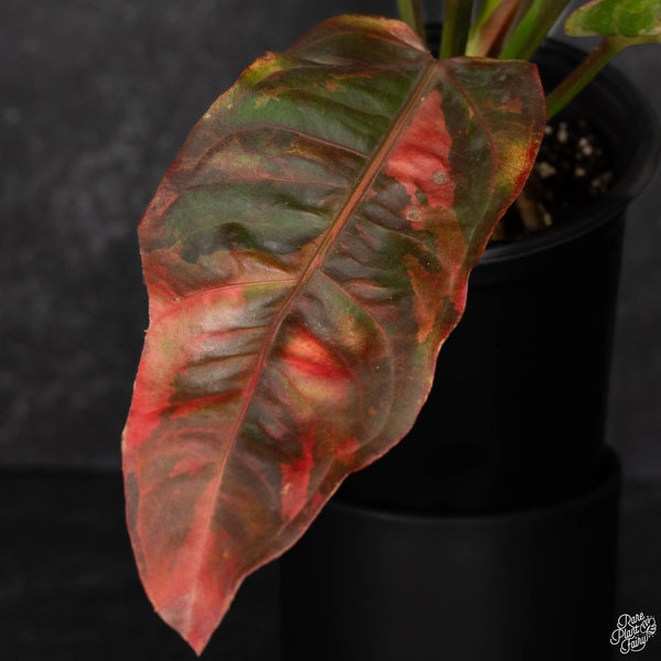 Anthurium renaissance pink variegated (wk4-A) *Exceptional Color*