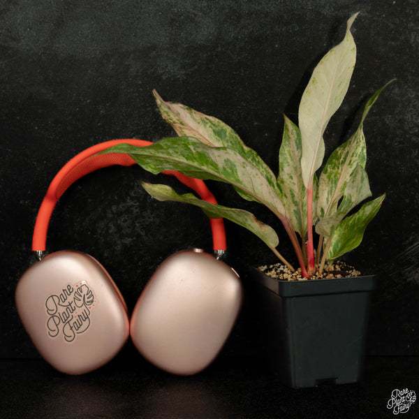 Anthurium renaissance pink variegated (wk4-B)