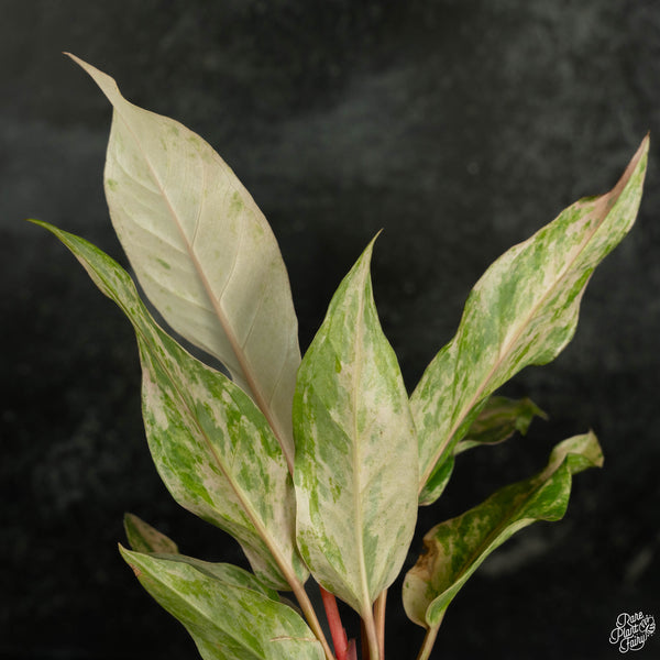 Anthurium renaissance pink variegated (wk4-B)