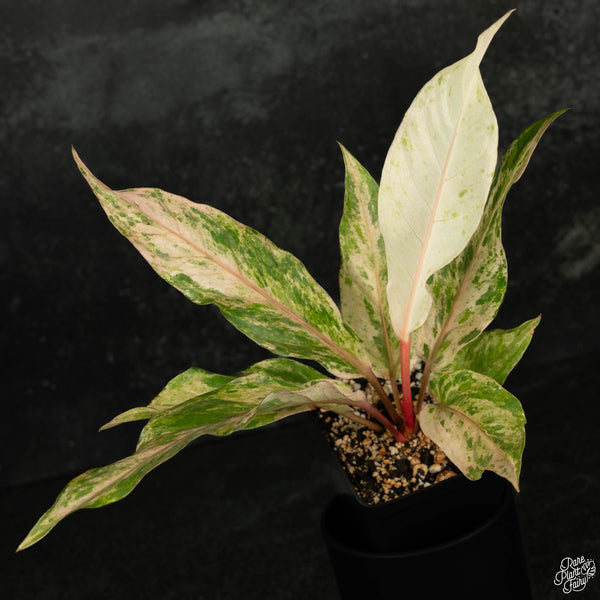 Anthurium renaissance pink variegated (wk4-B)