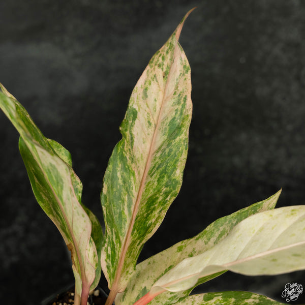 Anthurium renaissance pink variegated (wk4-B)