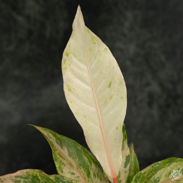 Anthurium renaissance pink variegated (wk4-B)