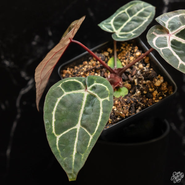 Anthurium Zara '33' x  Home, Sweet Home '32' by DocBlock® (F47)