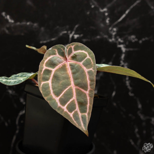 Anthurium Zara '33' x  Home, Sweet Home '32' by DocBlock® (F47)