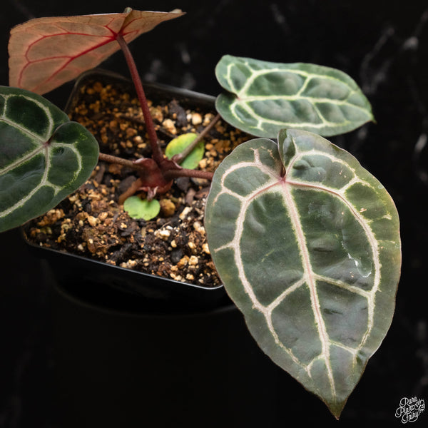 Anthurium Zara '33' x  Home, Sweet Home '32' by DocBlock® (F47)