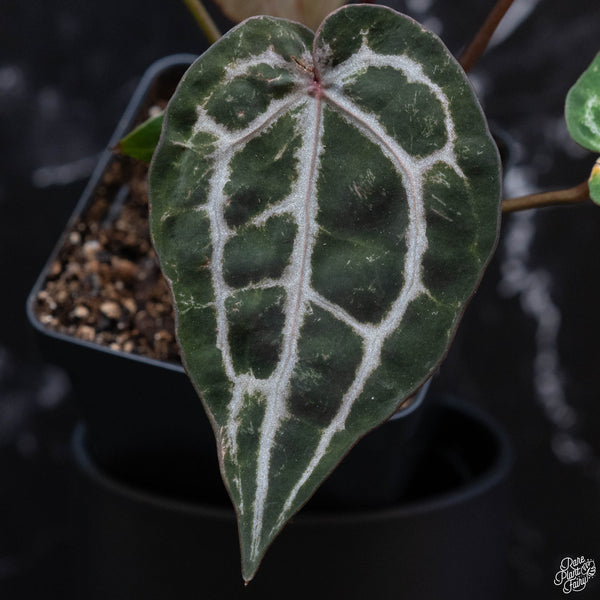 Anthurium 'Michelle' by DocBlock® (wk3-O) *blister variegation*