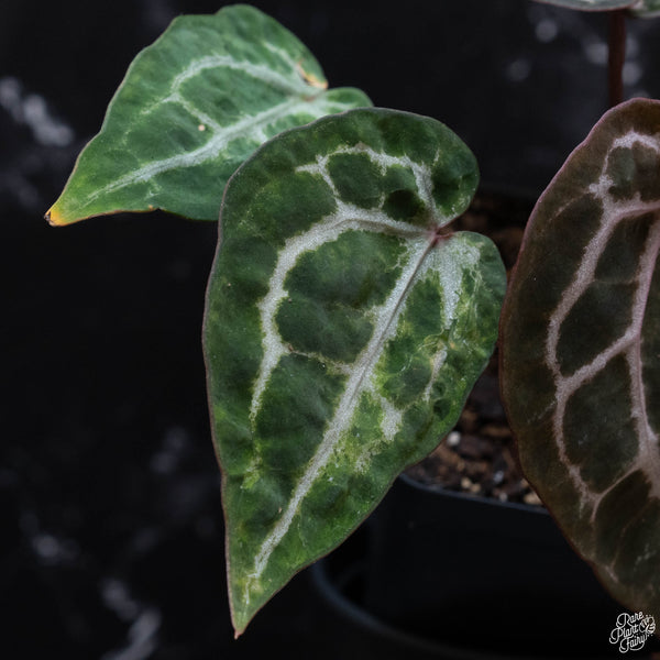 Anthurium 'Michelle' by DocBlock® (wk3-O) *blister variegation*