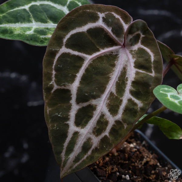 Anthurium 'Michelle' by DocBlock® (wk3-O) *blister variegation*