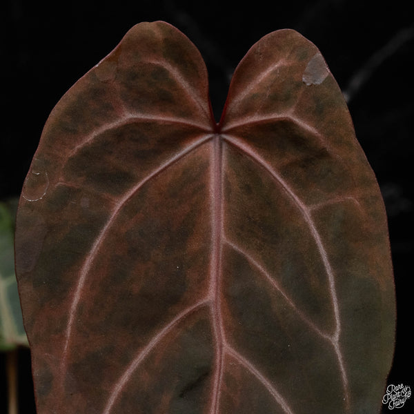 Variegated Anthurium Dark and Handsome '9' x  Red Velvet Cake '24' by DocBlock® (W50) * very dark*