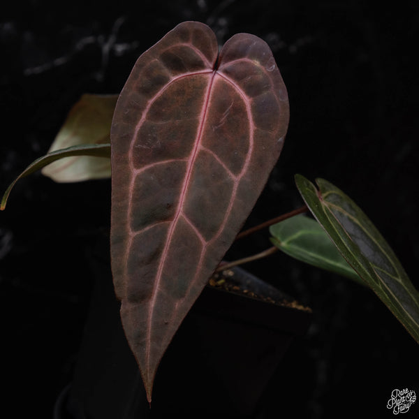 Variegated Anthurium Dark and Handsome '9' x  Red Velvet Cake '24' by DocBlock® (L51) * very dark & narrow*