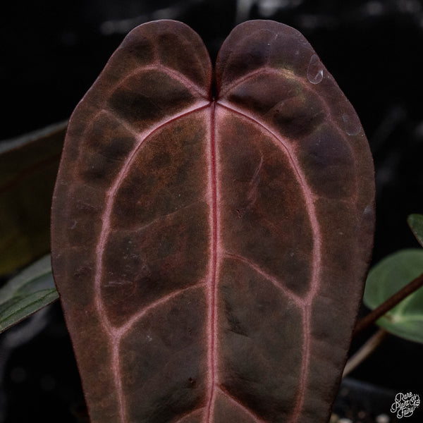 Variegated Anthurium Dark and Handsome '9' x  Red Velvet Cake '24' by DocBlock® (L51) * very dark & narrow*