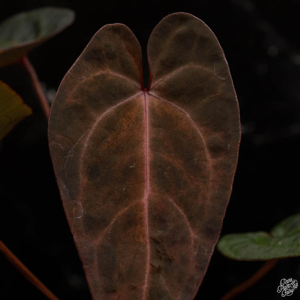 Variegated Anthurium Dark and Handsome '9' x  Red Velvet Cake '24' by DocBlock® (P49)