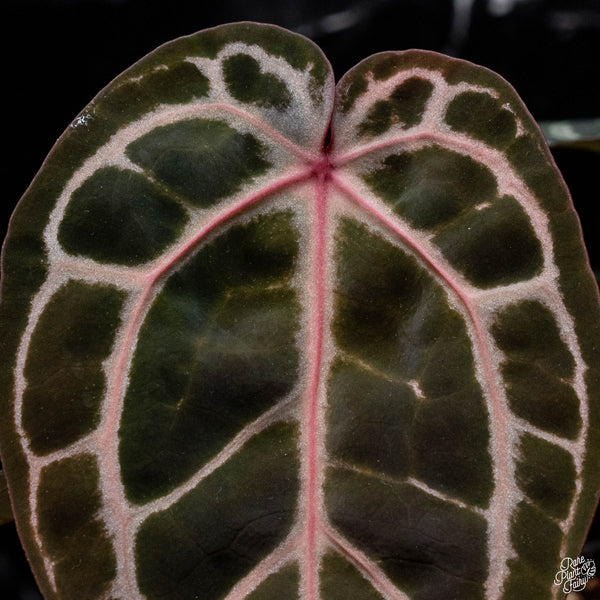 Anthurium Crystal Red '12' x  Michelle '1' by DocBlock® (H51) *vibrant emergent*